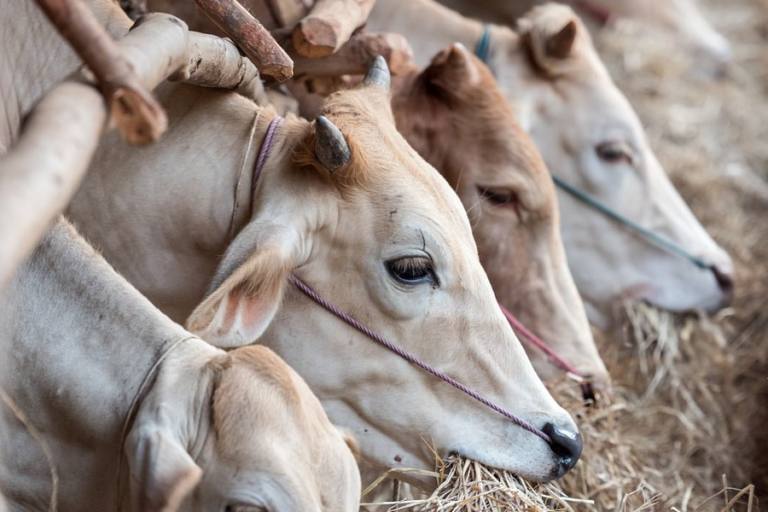La infección de vacas locas fue encontrada en el cadáver de una res con crías.