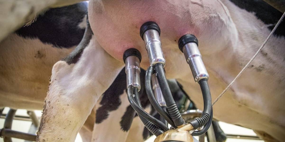 El aumento del precio de leche en origen facilitó el récord de facturación en Galicia