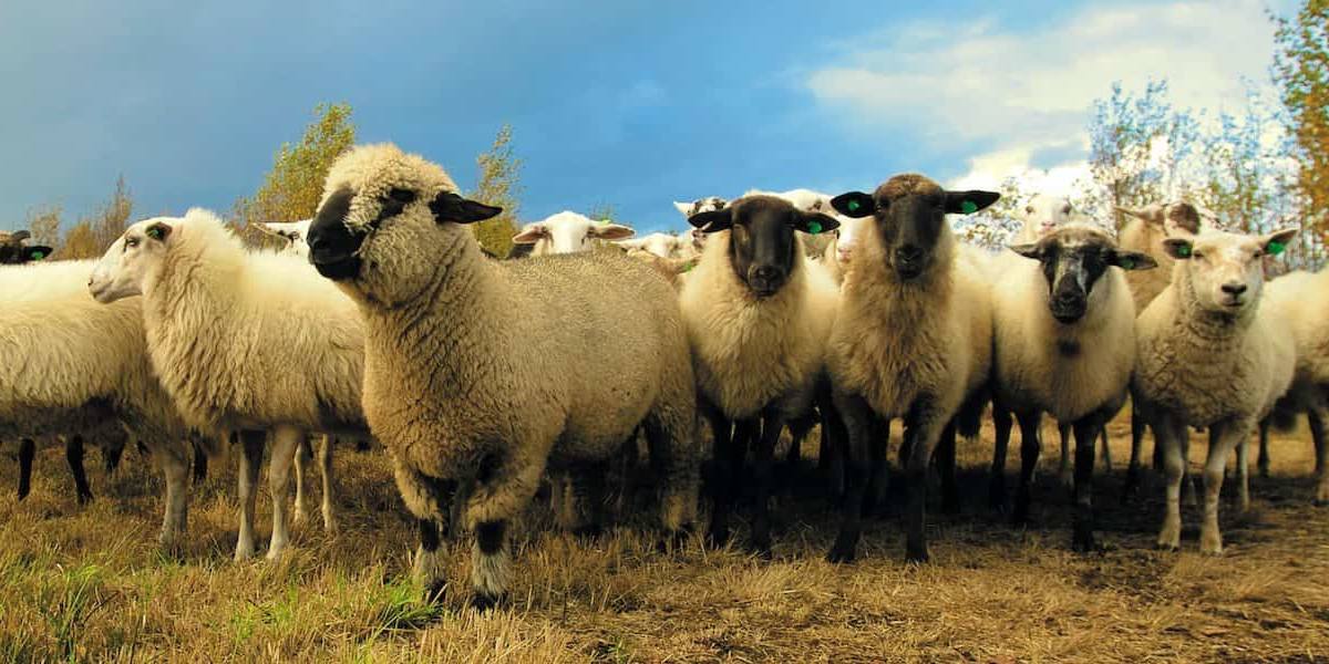 La viruela avanza en las explotaciones ovinas y caprinas de Castilla-La Mancha sin poder vacunar a los animales.