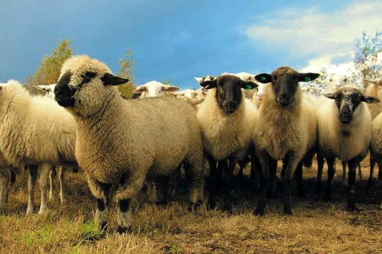 viruela La viruela avanza en las explotaciones ovinas y caprinas de Castilla-La Mancha sin poder vacunar a los animales.