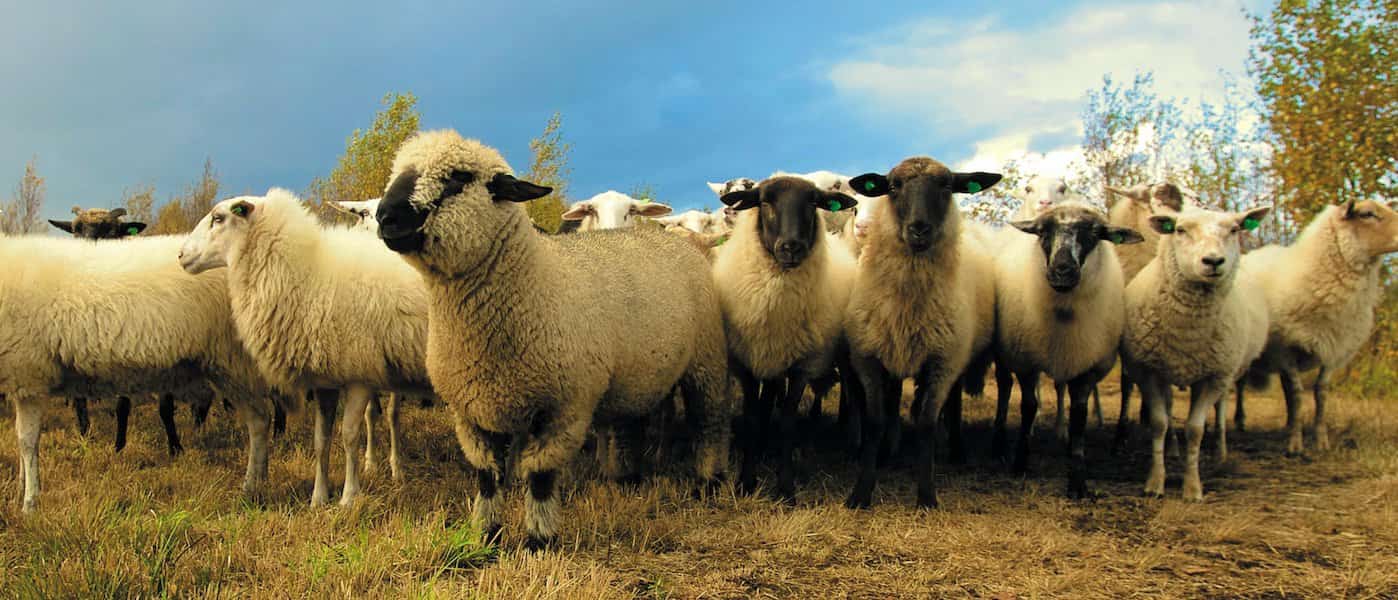La viruela avanza en las explotaciones ovinas y caprinas de Castilla-La Mancha sin poder vacunar a los animales.