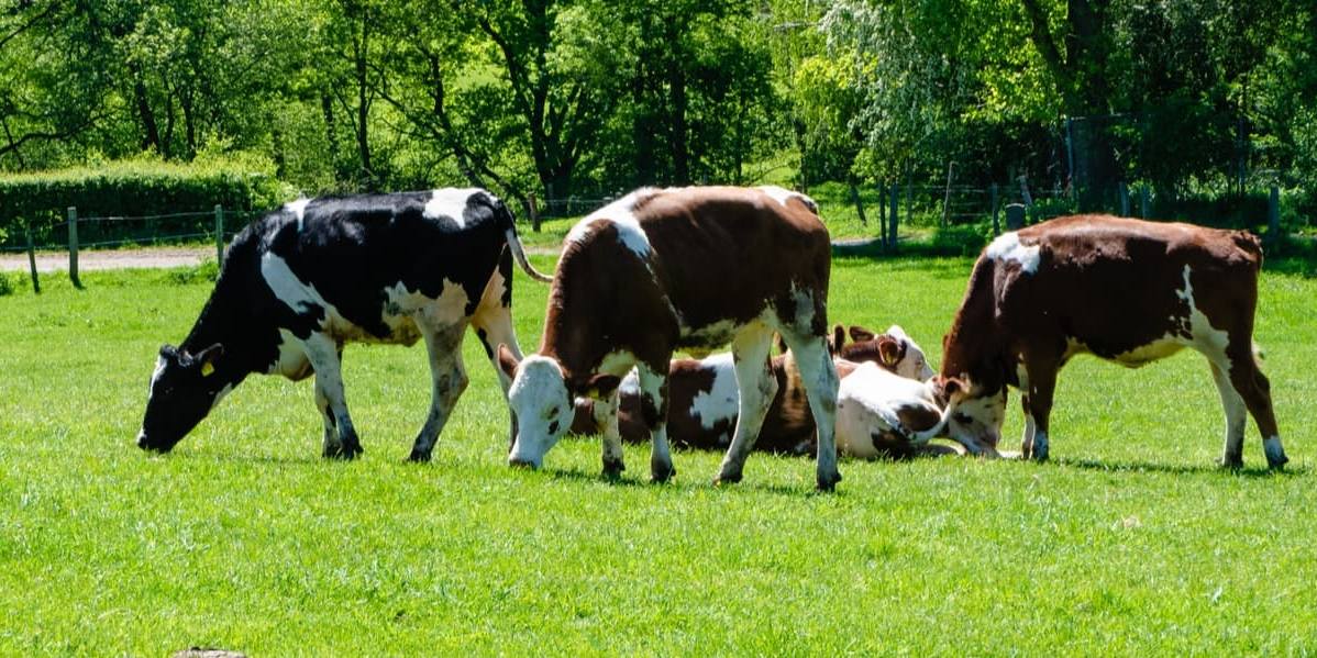 nestle regenerativa La agricultura regenerativa propone cambiar el paradigma agroalimentario para Nestlé.