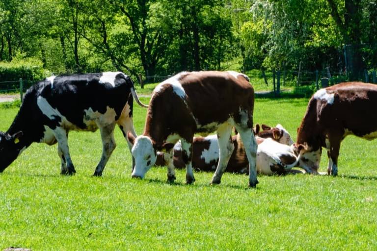 nestle regenerativa La agricultura regenerativa propone cambiar el paradigma agroalimentario para Nestlé.