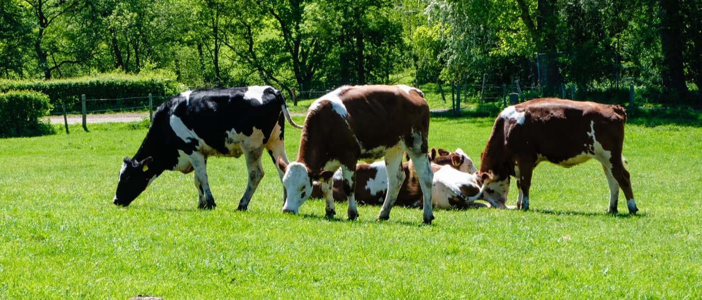 La agricultura regenerativa propone cambiar el paradigma agroalimentario para Nestlé.