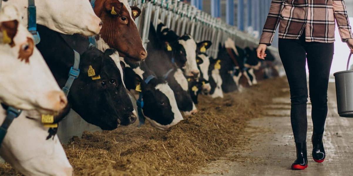 Los contratos de leche en origen bajan de media 10 céntimos el litro.