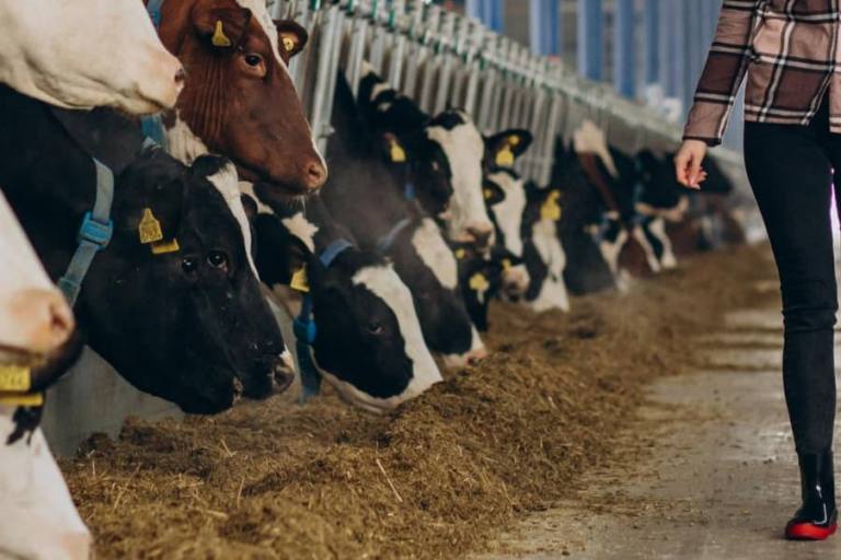 Los contratos de leche en origen bajan de media 10 céntimos el litro.