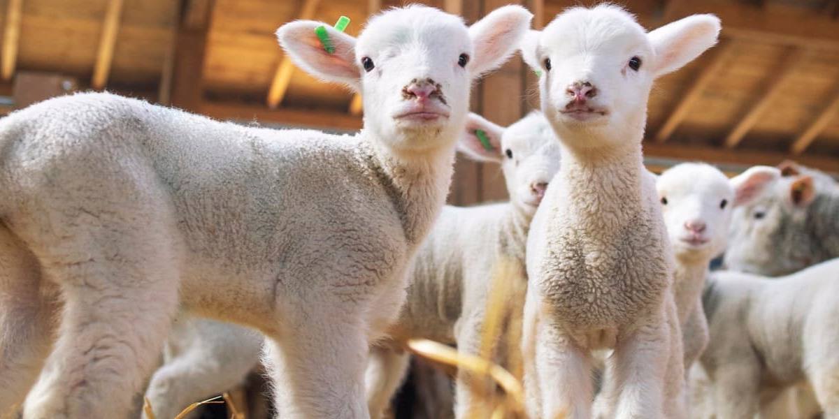 En total, las granjas de leche de cabra y oveja produjeron 17 millones de litros menos en enero y febrero de 2023.