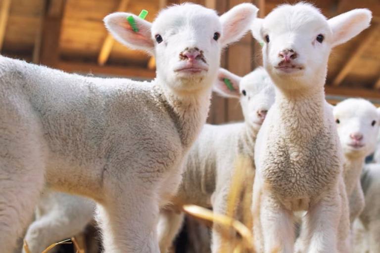 leche de cabra oveja En total, las granjas de leche de cabra y oveja produjeron 17 millones de litros menos en enero y febrero de 2023.