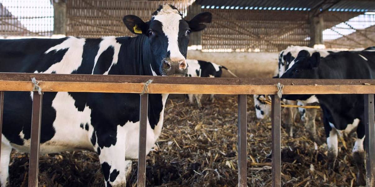 vacas En Reino Unido hay más de 9 millones de vacas, por eso quieren reducir sus emisiones de metano mejorando su alimentación.