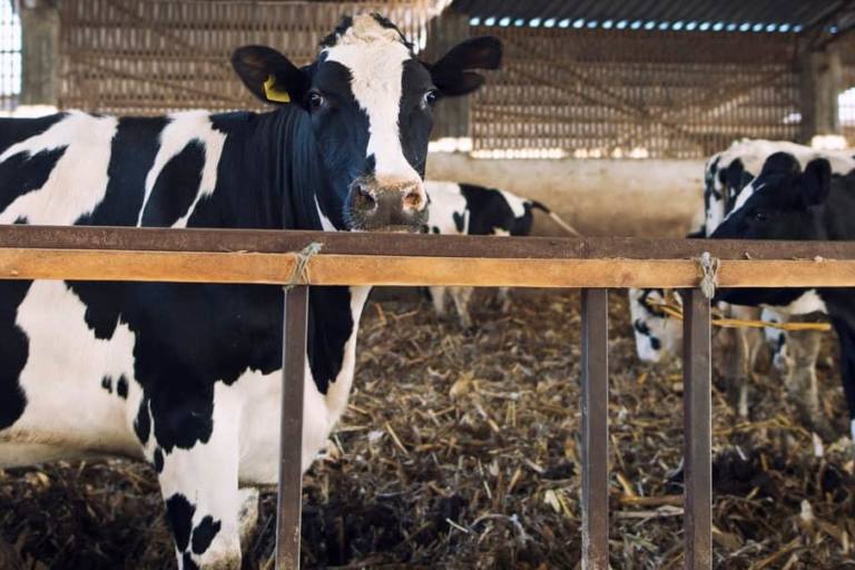 vacas En Reino Unido hay más de 9 millones de vacas, por eso quieren reducir sus emisiones de metano mejorando su alimentación.