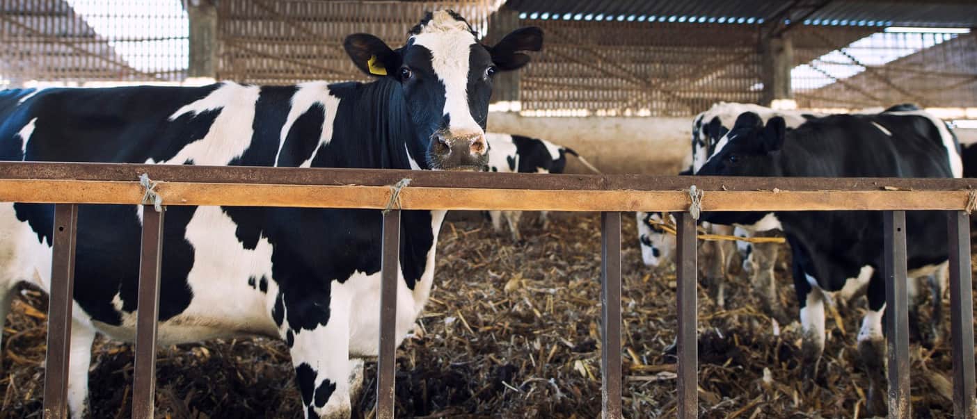 En Reino Unido hay más de 9 millones de vacas, por eso quieren reducir sus emisiones de metano mejorando su alimentación.