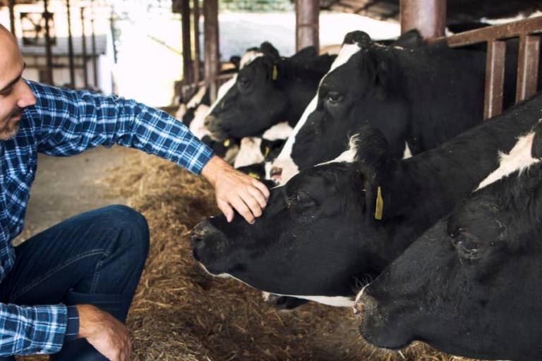 leche andalucia El sector ganadero de leche en Andalucía combate también una crisis de sequía que amenaza a la continuidad.