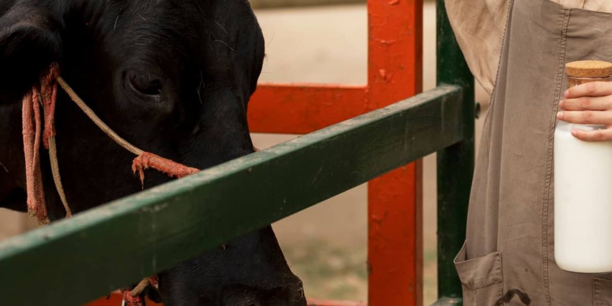 El precio de la leche en origen aumenta también por la caída en el número de vacas registradas, más de 25.000 en un año.