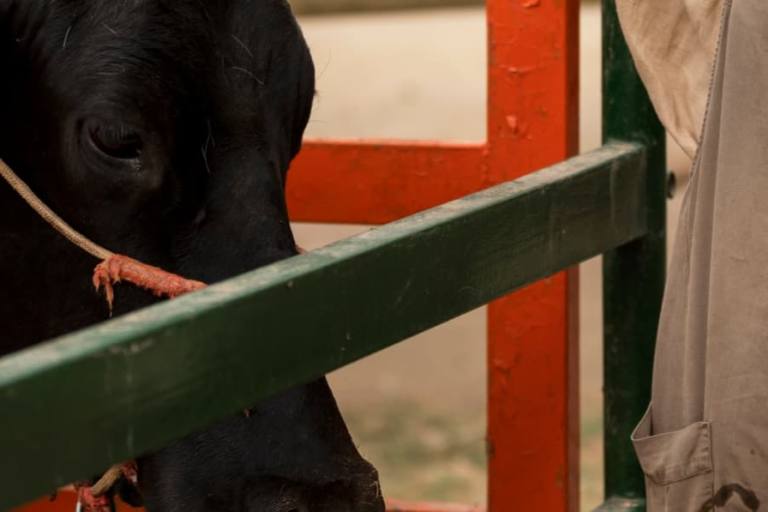 precio leche origen El precio de la leche en origen aumenta también por la caída en el número de vacas registradas, más de 25.000 en un año.