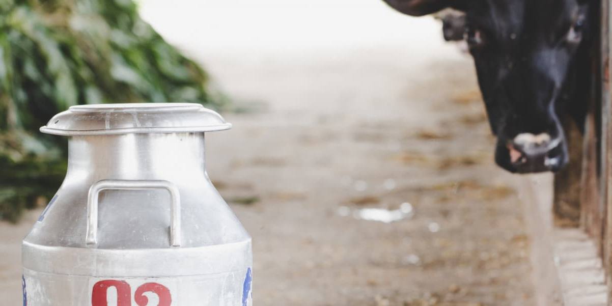 granjas leche El descenso del precio de litro de leche en Andalucía se agrava hasta llegar a los 9 céntimos menos.