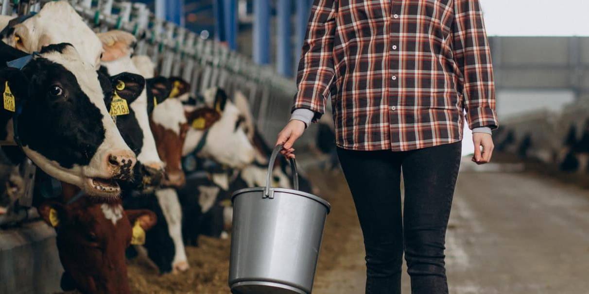 leche ganaderia origen La industria láctea es acusada de contar con amparo institucional para la bajada del precio de la leche en origen.