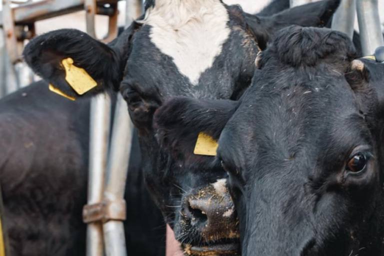 Puleva cambia el origen de su leche y amplía la ubicación a Unión Europea, en lugar de España.