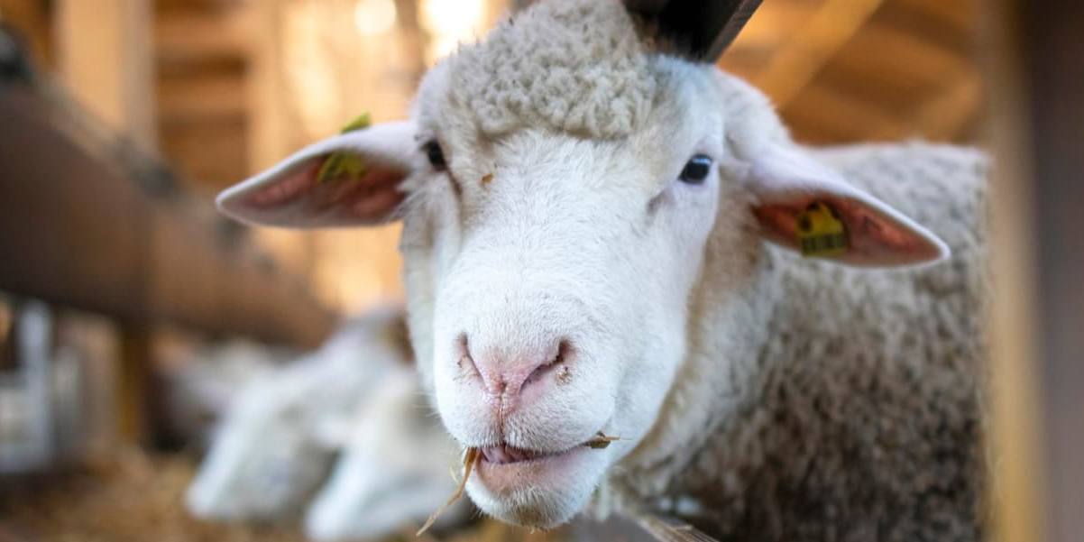 leche de oveja y cabra La caída en el número de ganaderos de leche es alarmante porque comienza la época de mayor producción.