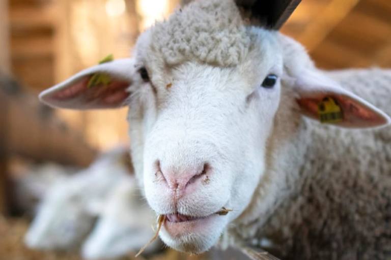 La caída en el número de ganaderos de leche es alarmante porque comienza la época de mayor producción.