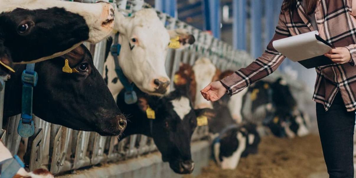 Leche castilla y leon Un algoritmo ha calculado el coste de producir leche en Castilla y León.