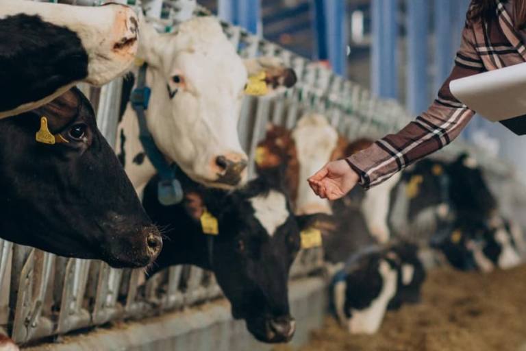 Un algoritmo ha calculado el coste de producir leche en Castilla y León.