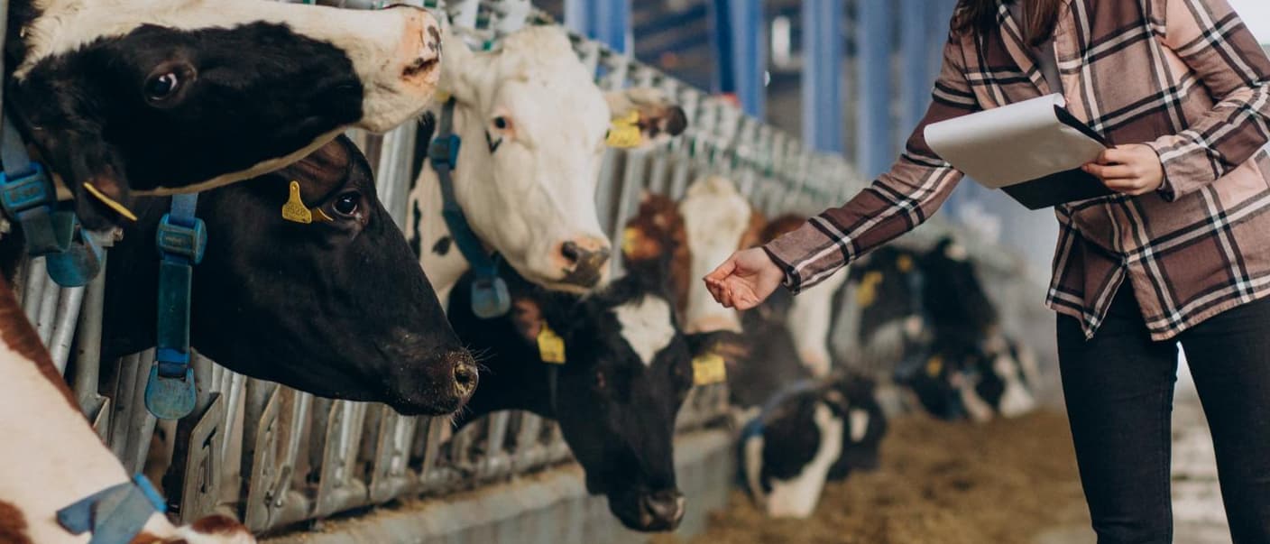 Un algoritmo ha calculado el coste de producir leche en Castilla y León.