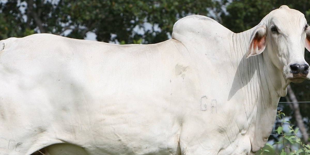 cebu vaca nelore El cebú es una raza de vaca con alta producción de leche.