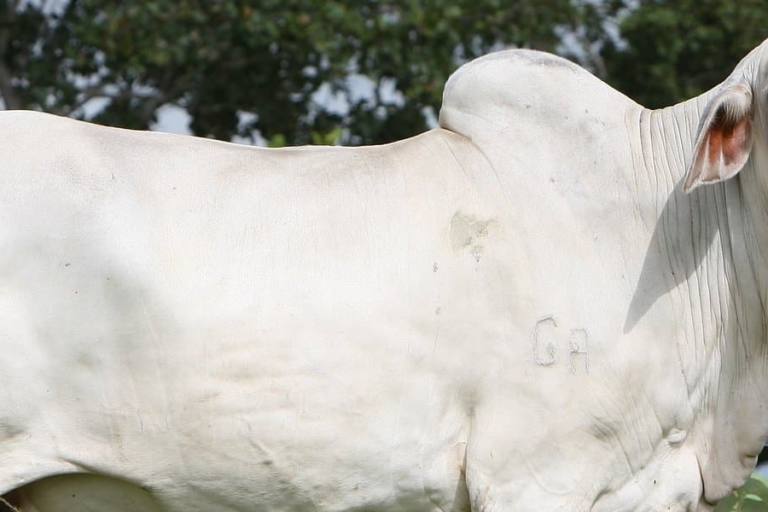 El cebú es una raza de vaca con alta producción de leche.