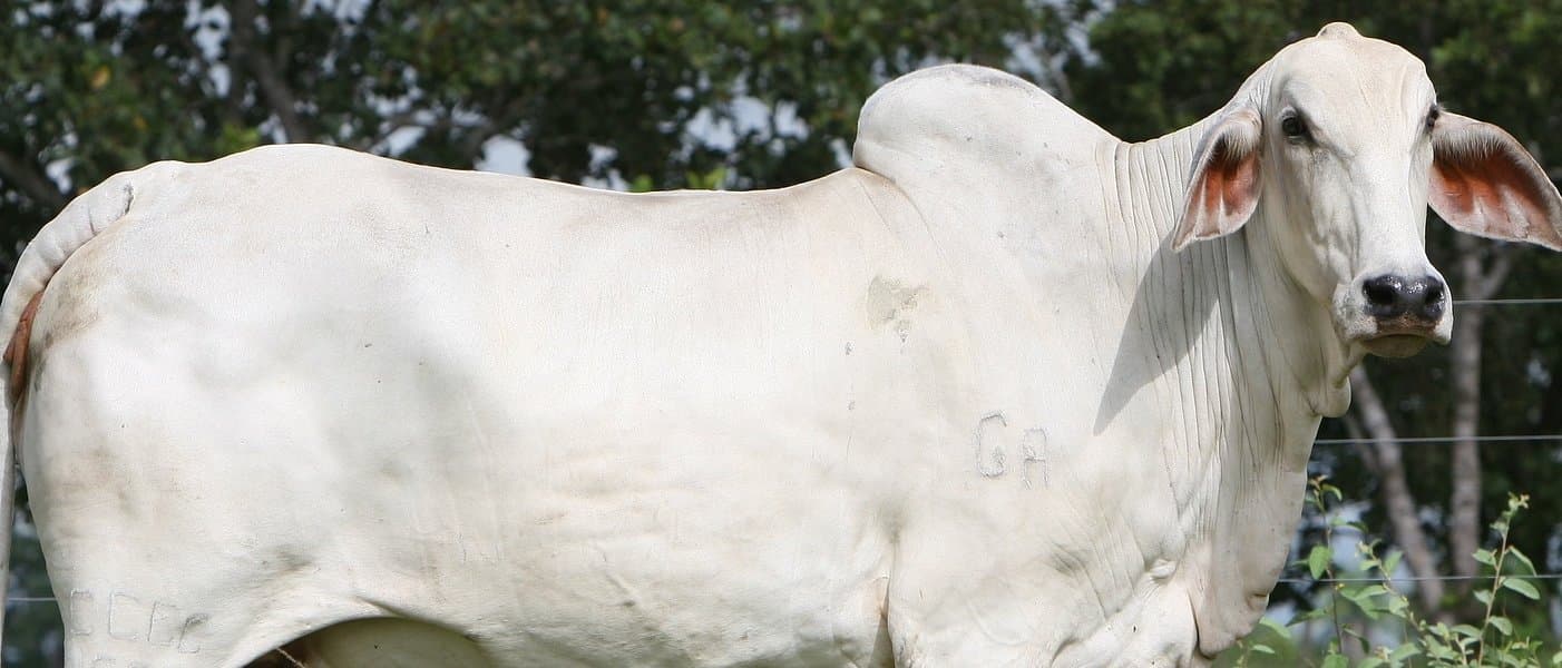 El cebú es una raza de vaca con alta producción de leche.