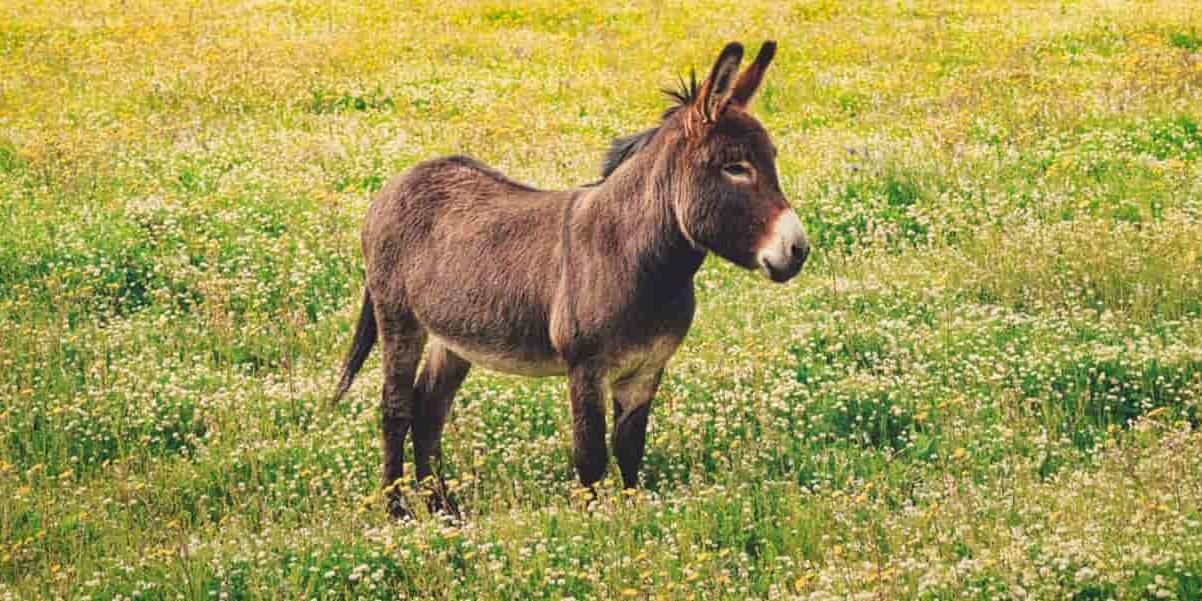 La leche de burra no contiene casi materia grasa.