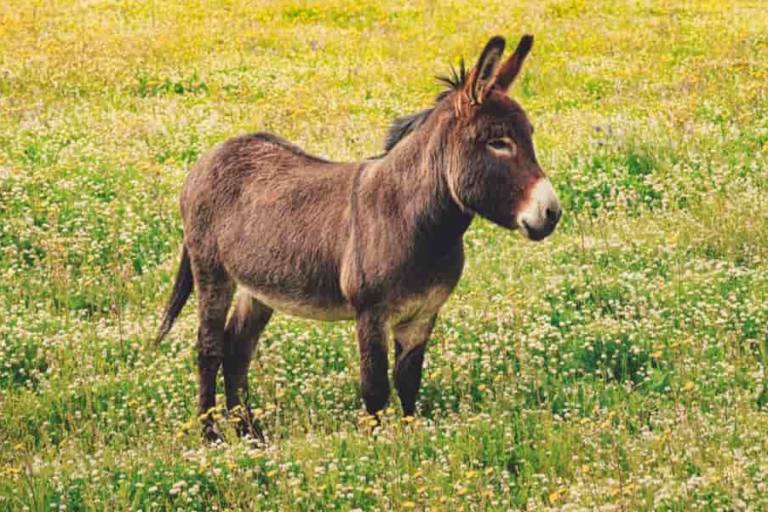 leche burra leonesa La leche de burra no contiene casi materia grasa.