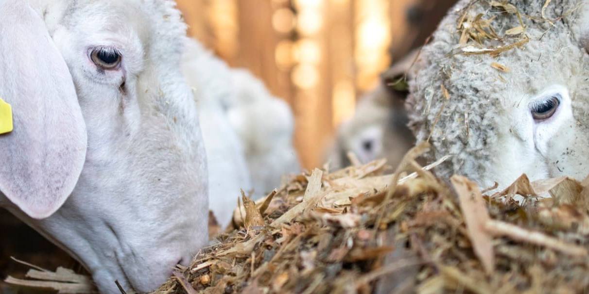 leche cabra oveja Las leches de oveja y de cabra caen en volumen de litros producidos y explotaciones ganaderas.