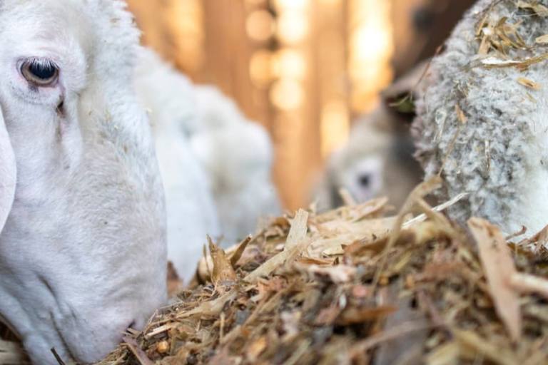leche cabra oveja Las leches de oveja y de cabra caen en volumen de litros producidos y explotaciones ganaderas.