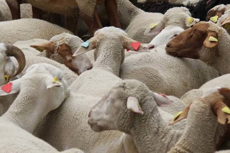 sector lacteo El sector lácteo europeo ha suministrado productos a China en momentos de crisis.