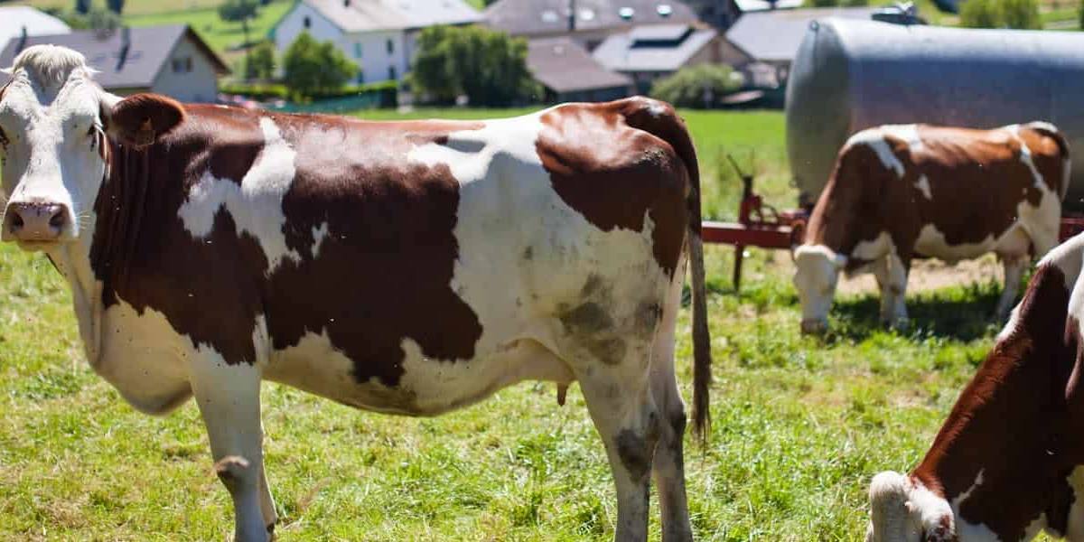 leche en origen El Ministerio ha informado de que el precio de la leche en origen pasó de un promedio de 32 céntimos por litro hasta los 52,72 céntimos.