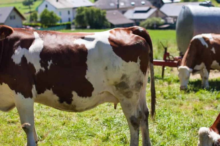 El Ministerio ha informado de que el precio de la leche en origen pasó de un promedio de 32 céntimos por litro hasta los 52,72 céntimos.