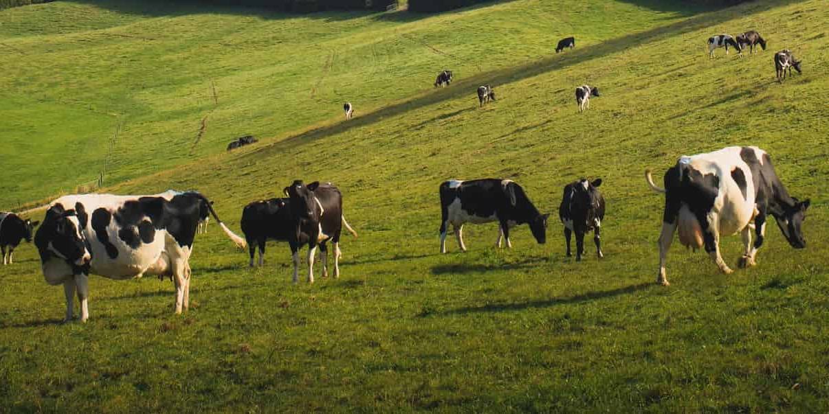 El descenso de profesionales del ganado de leche se agrava en Galicia especialmente.