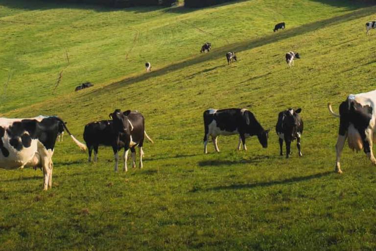 El descenso de profesionales del ganado de leche se agrava en Galicia especialmente.