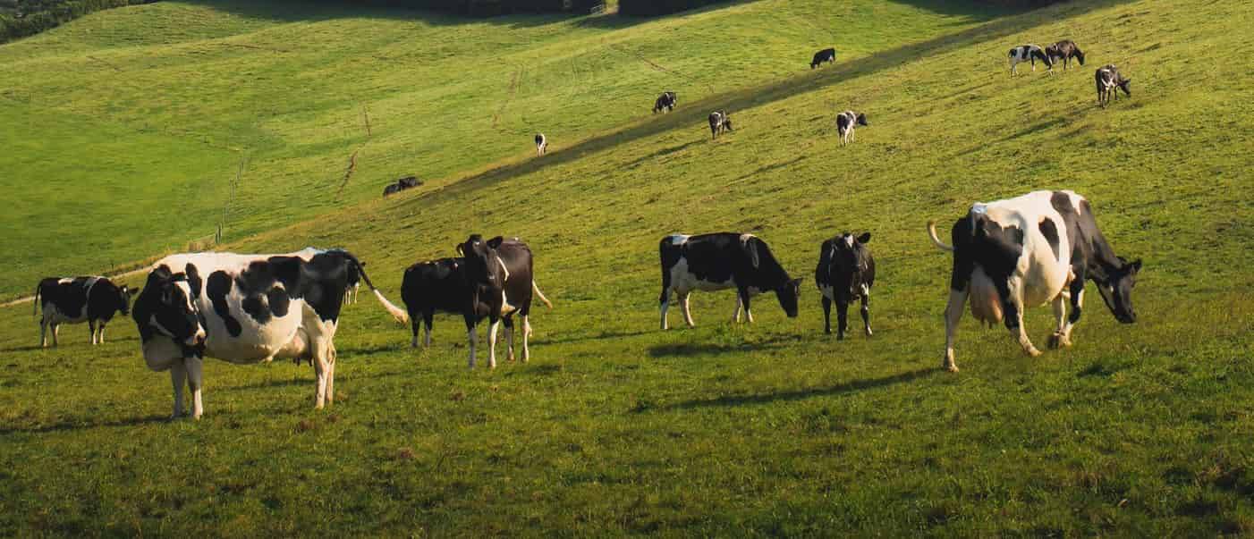 El descenso de profesionales del ganado de leche se agrava en Galicia especialmente.