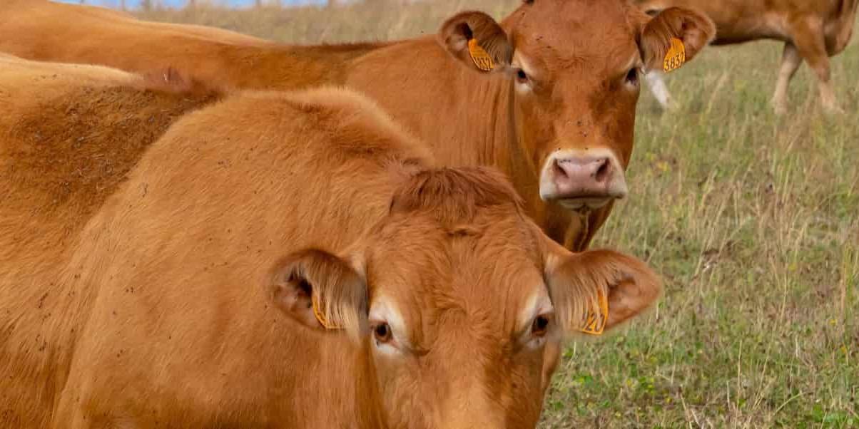vaca enferma Las vacas se contagian con la picadura de un mosquito.