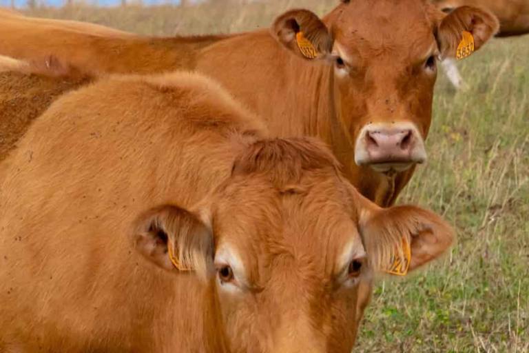 Las vacas se contagian con la picadura de un mosquito.