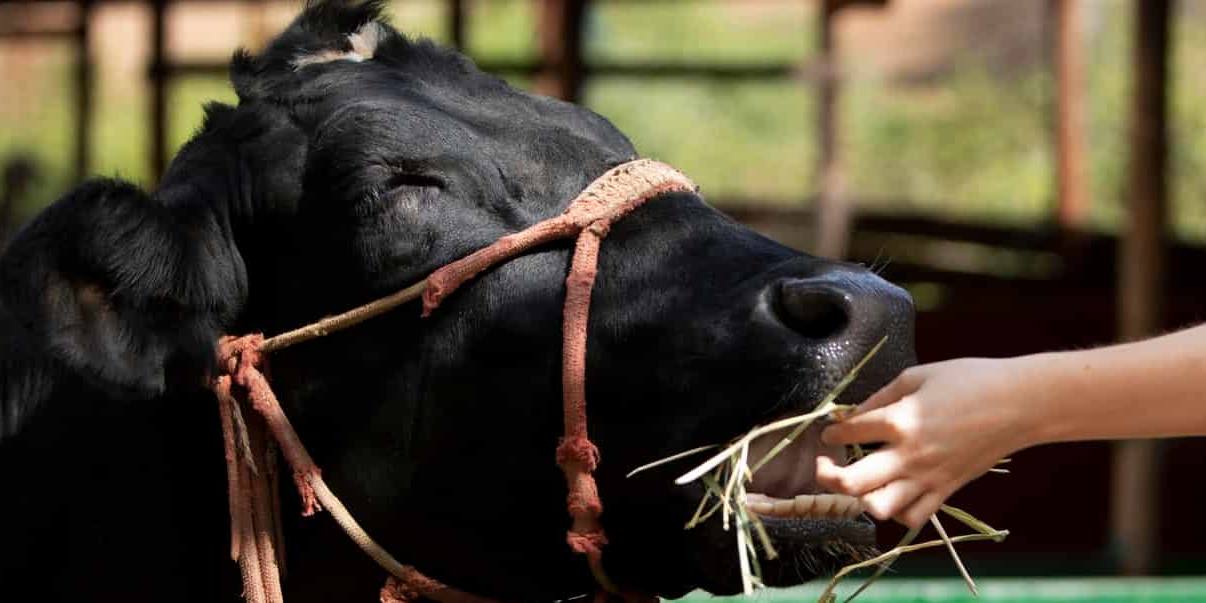 central lechera asturiana infra Central Lechera Asturiana analizará su leche con infrarrojos.