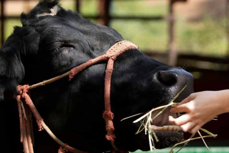 Central Lechera Asturiana analizará su leche con infrarrojos.
