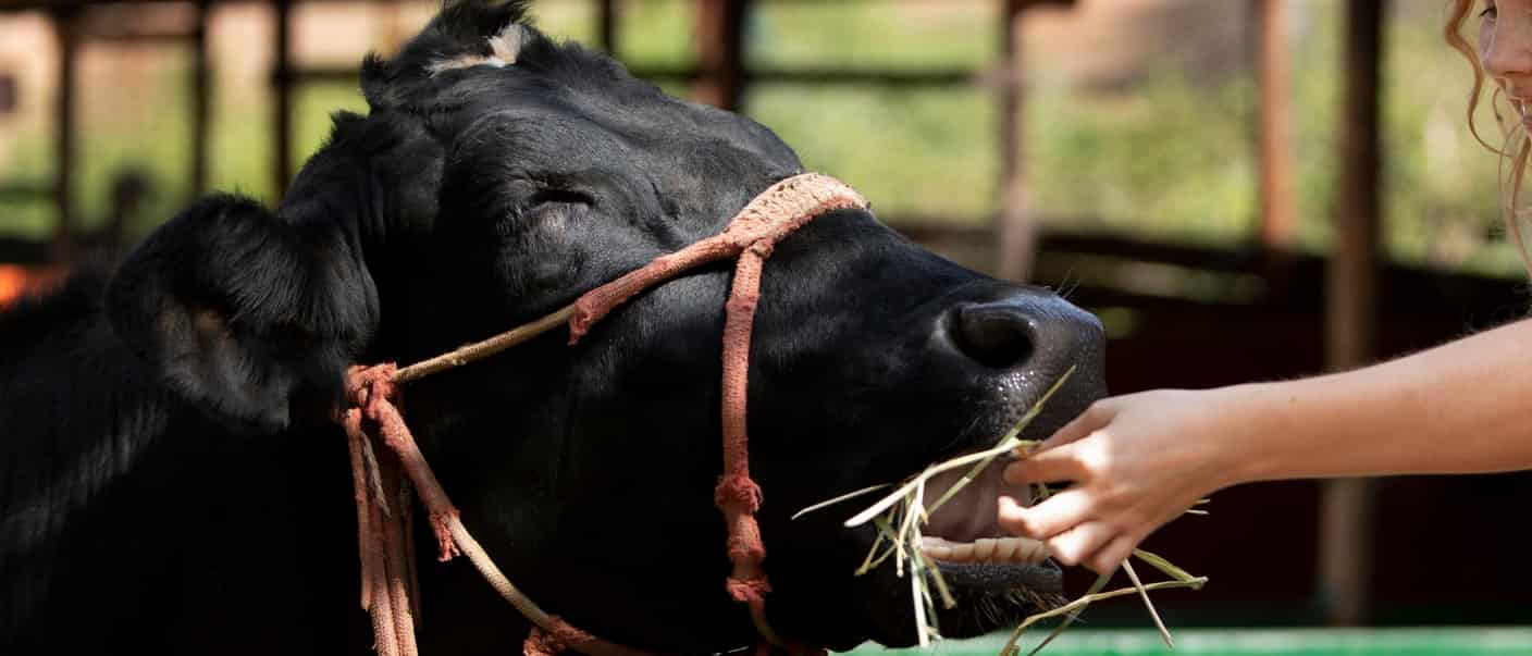 Central Lechera Asturiana analizará su leche con infrarrojos.