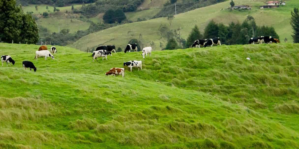 La producción sostenible de leche es la denominación global que se aplica a las múltiples prácticas para producir leche de manera que se satisfagan las necesidades presente.