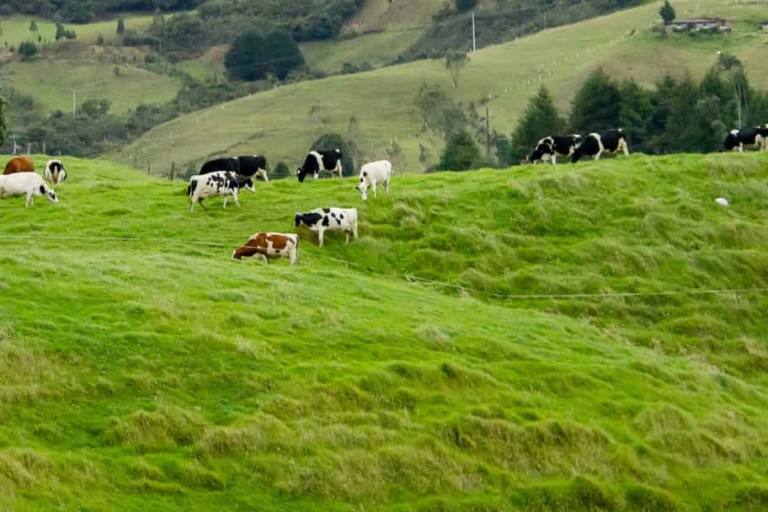 La producción sostenible de leche es la denominación global que se aplica a las múltiples prácticas para producir leche de manera que se satisfagan las necesidades presente.