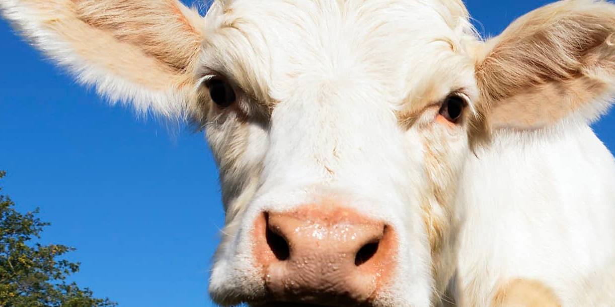 El bienestar animal no solo es una cuestión ética, sino que también tiene un impacto directo en la rentabilidad.no solo es una cuestión ética, sino que también tiene un impacto directo en la rentabilidad.