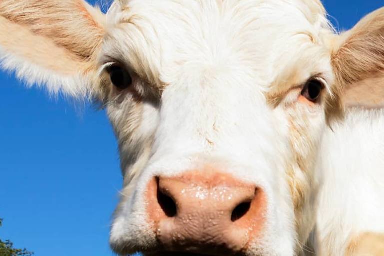 bienestar animal n El bienestar animal no solo es una cuestión ética, sino que también tiene un impacto directo en la rentabilidad.no solo es una cuestión ética, sino que también tiene un impacto directo en la rentabilidad.