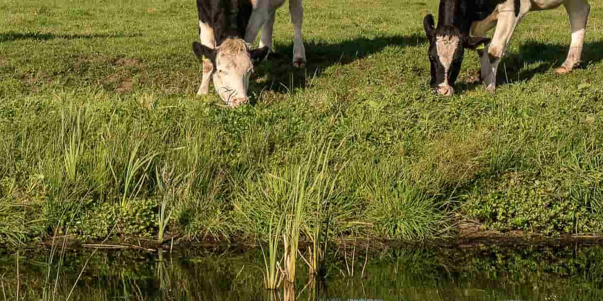 La falta de adaptación al cambio climático puede tener graves consecuencias para las granjas lecheras, incluyendo la disminución de la producción.