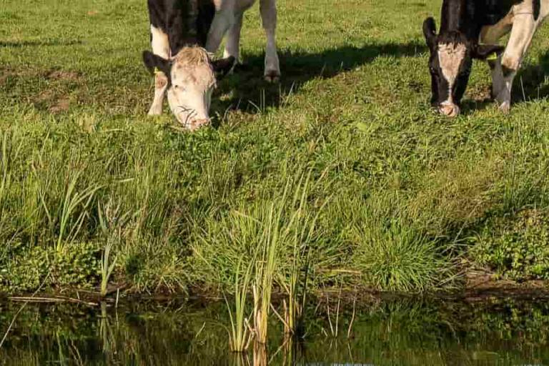 cambio climático La falta de adaptación al cambio climático puede tener graves consecuencias para las granjas lecheras, incluyendo la disminución de la producción.